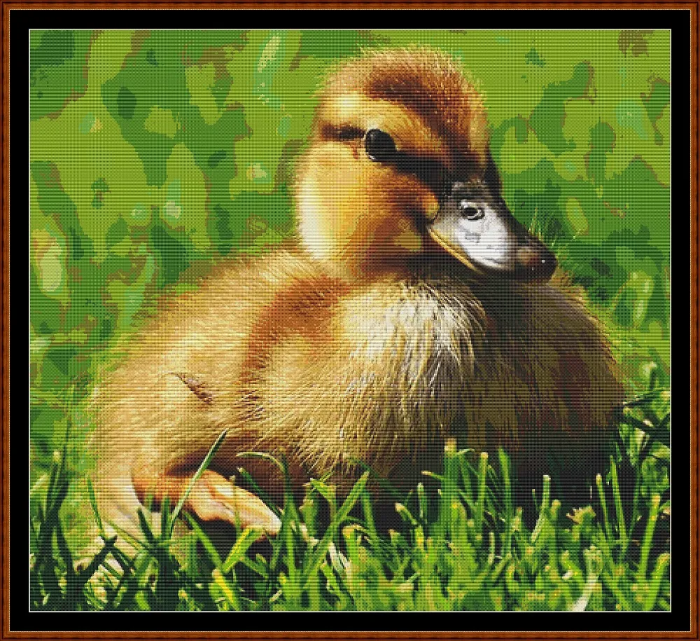 Baby Birds - Mallard Duck