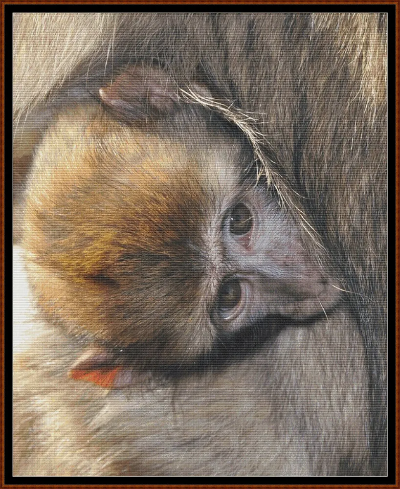 Baby Animals - Macaque