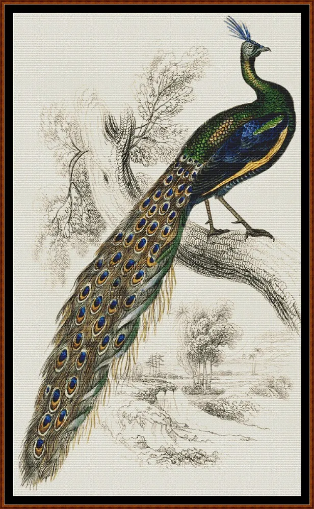Majestic Male Peafowl