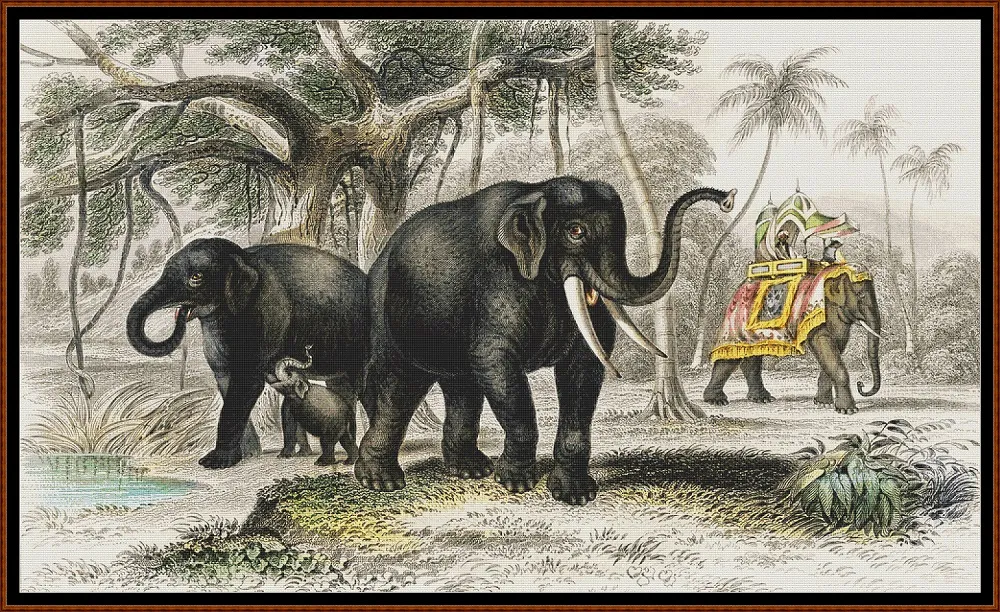 Asiatic Elephant And Caparisoned Elephant